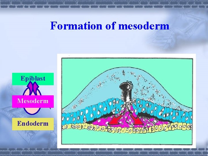 Formation of mesoderm Epiblast Mesoderm Endoderm 