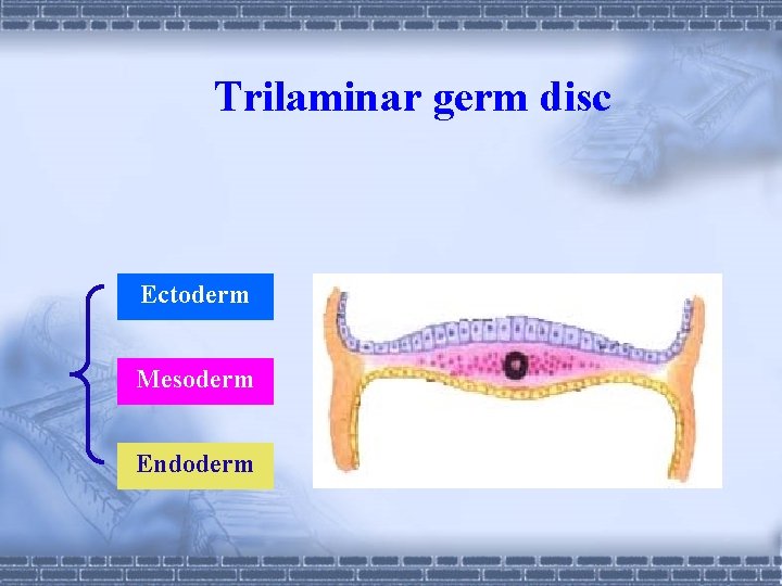 Trilaminar germ disc Ectoderm Mesoderm Endoderm 