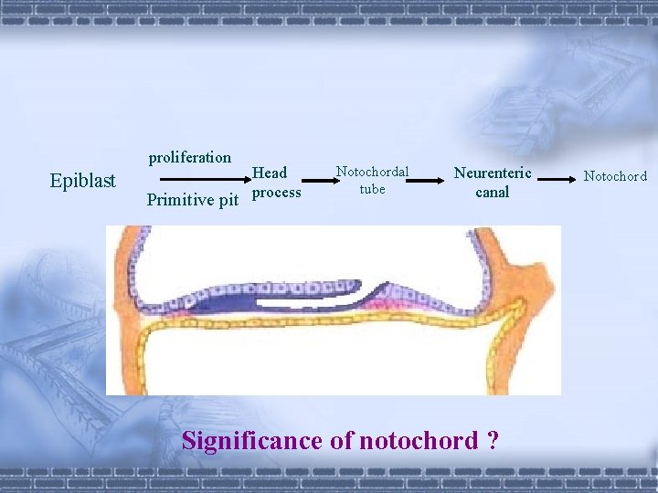 proliferation Epiblast Head Primitive pit process Notochordal tube Neurenteric canal Significance of notochord ?