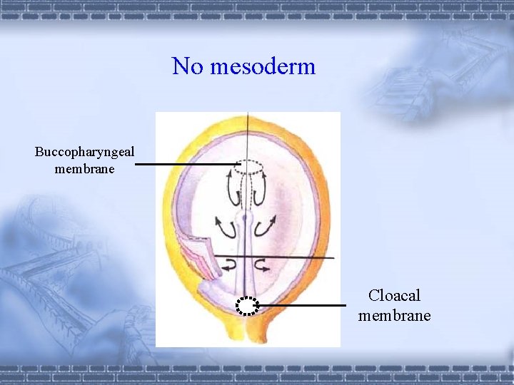 No mesoderm Buccopharyngeal membrane Cloacal membrane 