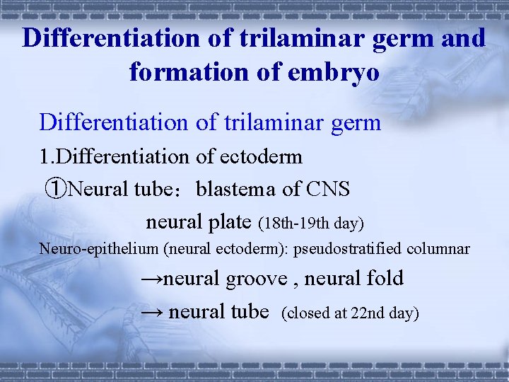 Differentiation of trilaminar germ and formation of embryo Differentiation of trilaminar germ 1. Differentiation