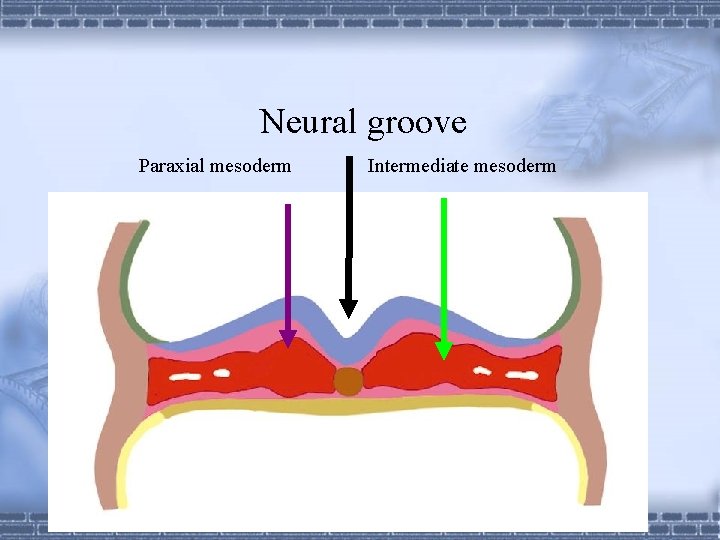 Neural groove Paraxial mesoderm Intermediate mesoderm 