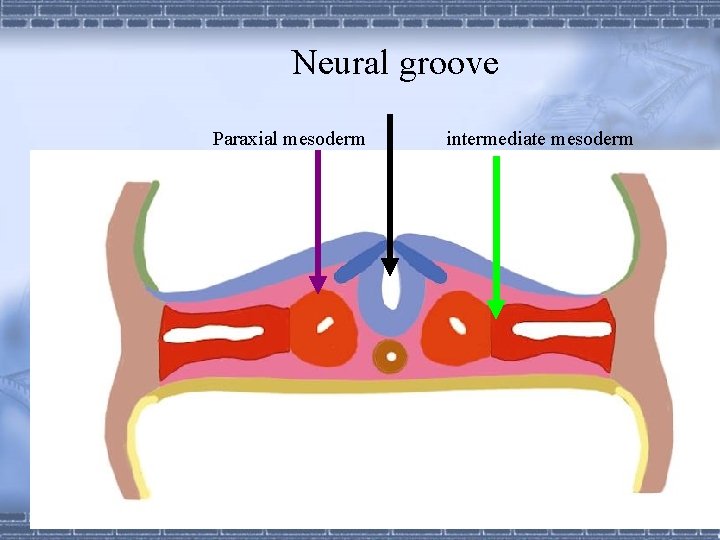 Neural groove Paraxial mesoderm intermediate mesoderm 