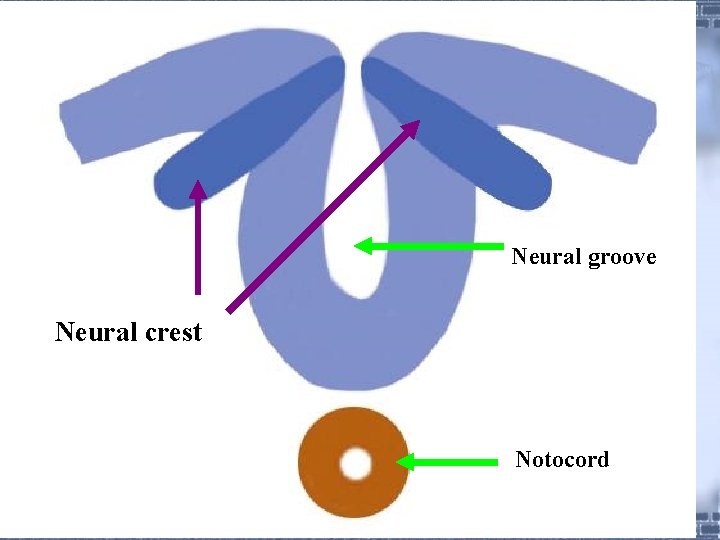 Neural groove Neural crest Notocord 