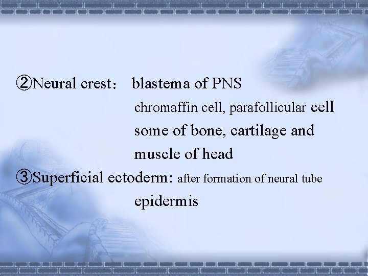 ②Neural crest： blastema of PNS chromaffin cell, parafollicular cell some of bone, cartilage and