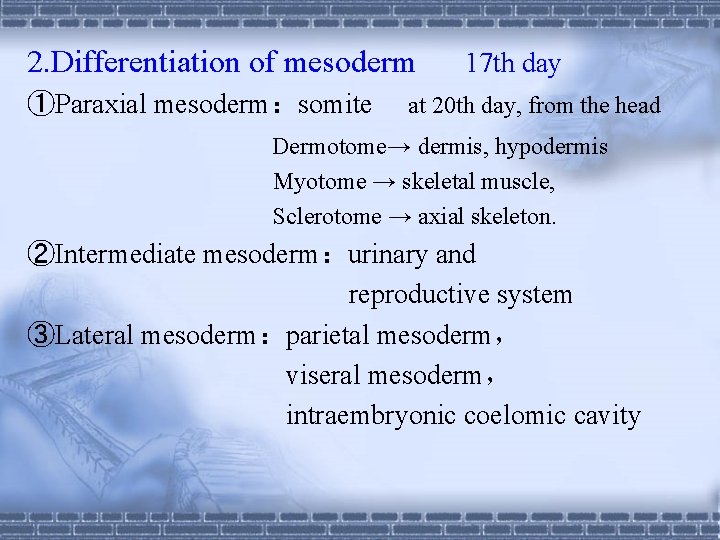 2. Differentiation of mesoderm ①Paraxial mesoderm：somite 17 th day at 20 th day, from