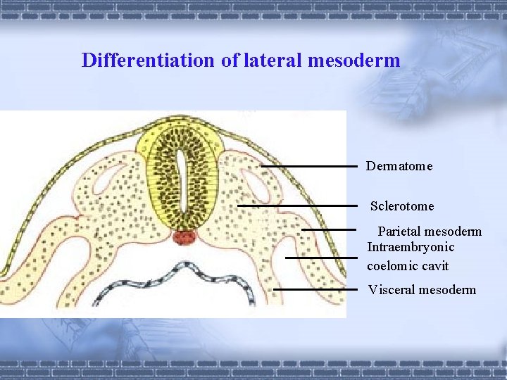 Differentiation of lateral mesoderm Dermatome Sclerotome Parietal mesoderm Intraembryonic coelomic cavit Visceral mesoderm 