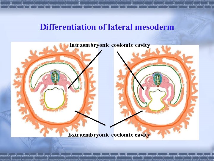 Differentiation of lateral mesoderm Intraembryonic coelomic cavity Extraembryonic coelomic cavity 