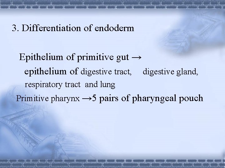 3. Differentiation of endoderm Epithelium of primitive gut → epithelium of digestive tract, digestive