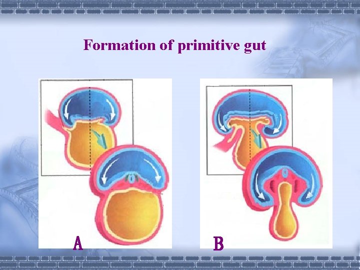 Formation of primitive gut A B 