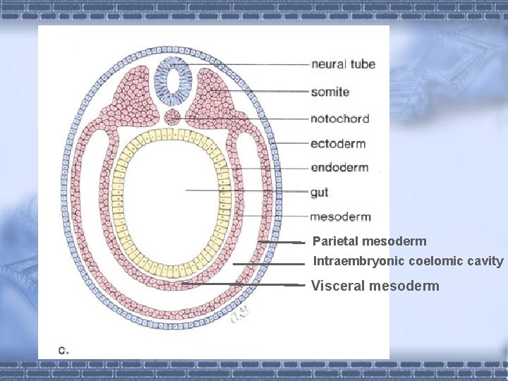 Parietal mesoderm Intraembryonic coelomic cavity Visceral mesoderm 