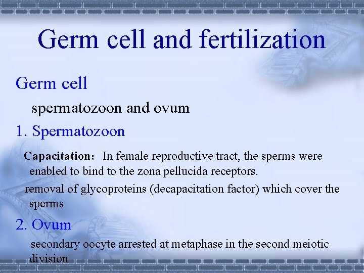 Germ cell and fertilization Germ cell spermatozoon and ovum 1. Spermatozoon Capacitation：In female reproductive