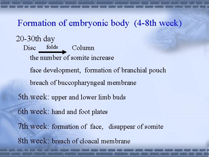 Formation of embryonic body (4 -8 th week) 20 -30 th day Disc folds