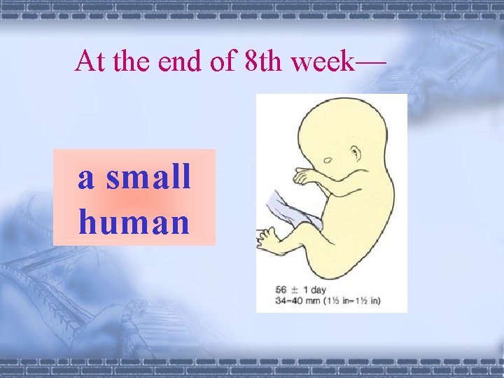 At the end of 8 th week— a small human 