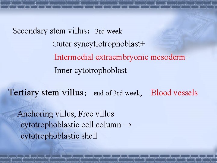 Secondary stem villus： 3 rd week Outer syncytiotrophoblast+ Intermedial extraembryonic mesoderm+ Inner cytotrophoblast Tertiary