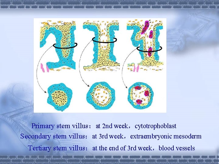 Primary stem villus：at 2 nd week，cytotrophoblast Secondary stem villus：at 3 rd week，extraembryonic mesoderm Tertiary