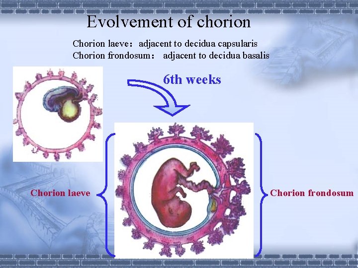 Evolvement of chorion Chorion laeve：adjacent to decidua capsularis Chorion frondosum： adjacent to decidua basalis