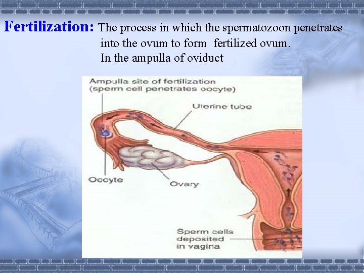 Fertilization: The process in which the spermatozoon penetrates into the ovum to form fertilized