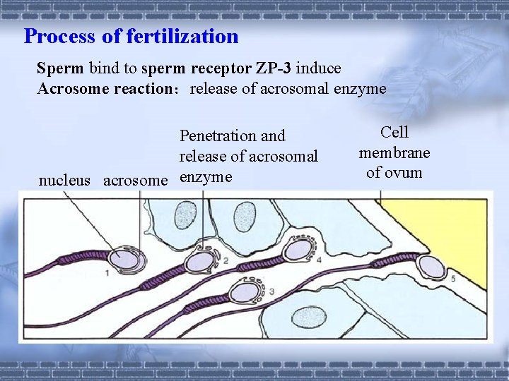 Process of fertilization Sperm bind to sperm receptor ZP-3 induce Acrosome reaction：release of acrosomal