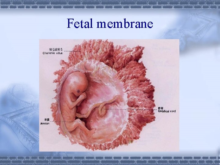 Fetal membrane 