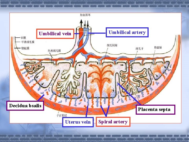 Umbilical vein Umbilical artery Decidua bsalis Placenta septa Uterus vein Spiral artery 