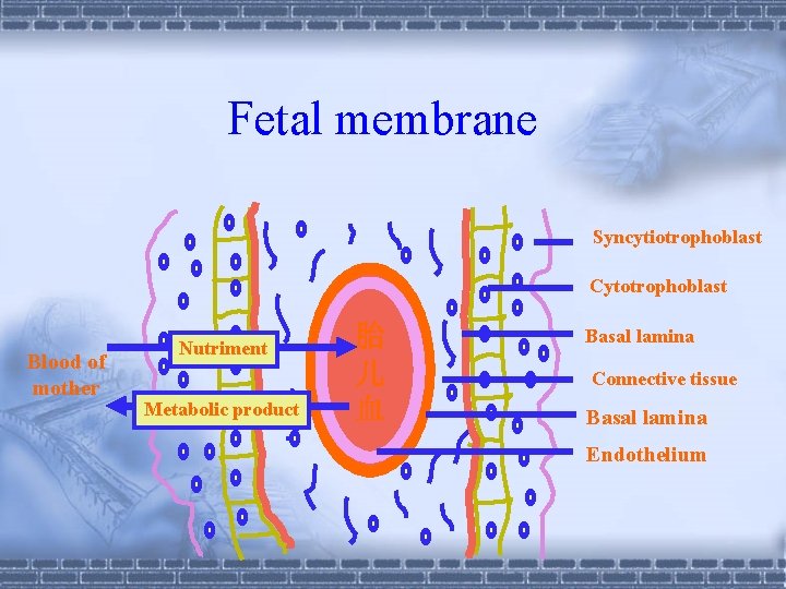 Fetal membrane Syncytiotrophoblast Cytotrophoblast Blood of mother Nutriment Metabolic product 胎 儿 血 Basal