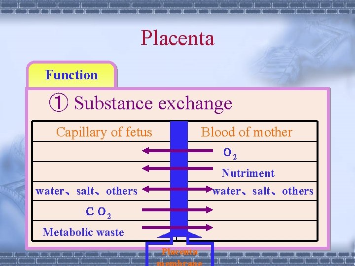 Placenta Function ① Substance exchange Capillary of fetus 　　　 Blood of mother Ｏ 2