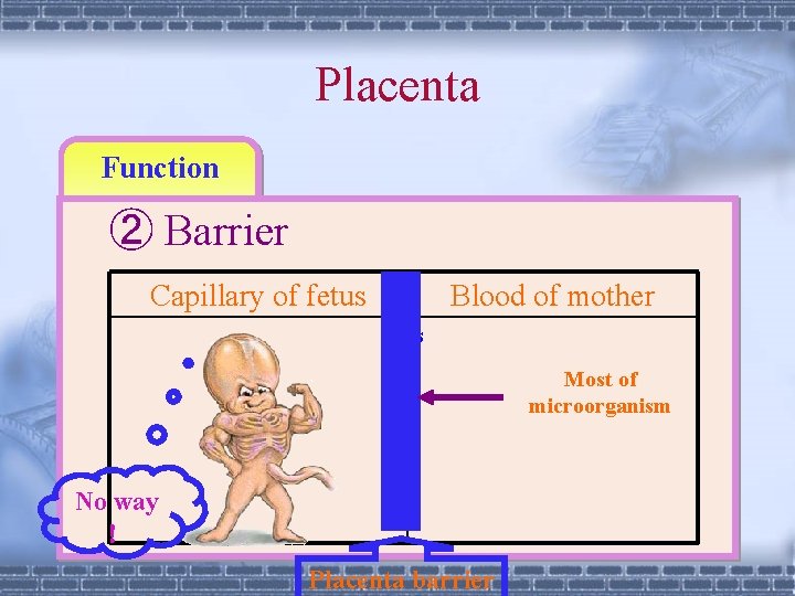 Placenta Function ② Barrier Capillary of fetus 　　　 Blood of mother s Most of