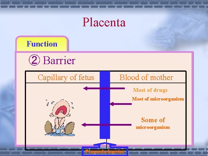 Placenta Function ② Barrier Capillary of fetus 　　　 Blood of mother Most of drugs