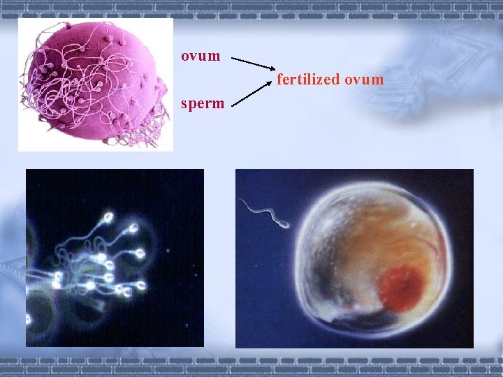 ovum fertilized ovum sperm 