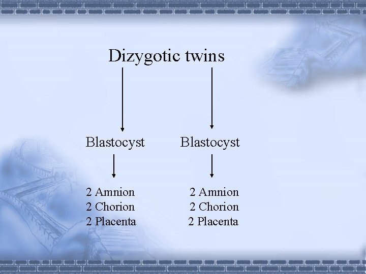 Dizygotic twins Blastocyst 2 Amnion 2 Chorion 2 Placenta 