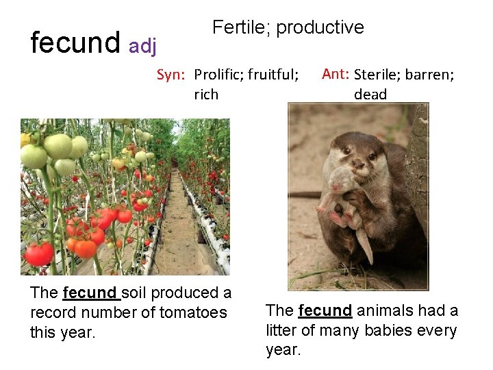 fecund adj Fertile; productive Syn: Prolific; fruitful; rich The fecund soil produced a record