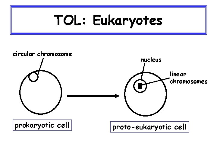 TOL: Eukaryotes circular chromosome nucleus linear chromosomes prokaryotic cell proto-eukaryotic cell 