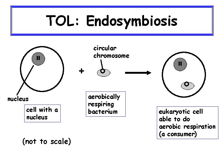 TOL: Endosymbiosis circular chromosome + nucleus cell with a nucleus (not to scale) aerobically