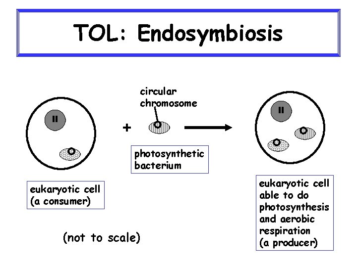 TOL: Endosymbiosis circular chromosome + photosynthetic bacterium eukaryotic cell (a consumer) (not to scale)