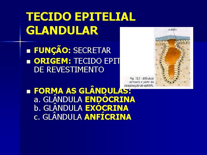 TECIDO EPITELIAL GLANDULAR n n n FUNÇÃO: SECRETAR ORIGEM: TECIDO EPITELIAL DE REVESTIMENTO FORMA