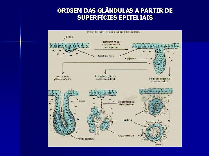 ORIGEM DAS GL NDULAS A PARTIR DE SUPERFÍCIES EPITELIAIS 