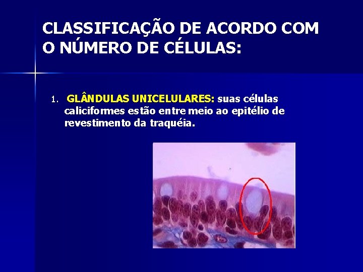 CLASSIFICAÇÃO DE ACORDO COM O NÚMERO DE CÉLULAS: 1. GL NDULAS UNICELULARES: suas células