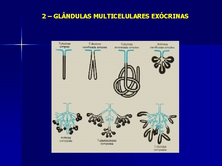 2 – GL NDULAS MULTICELULARES EXÓCRINAS 