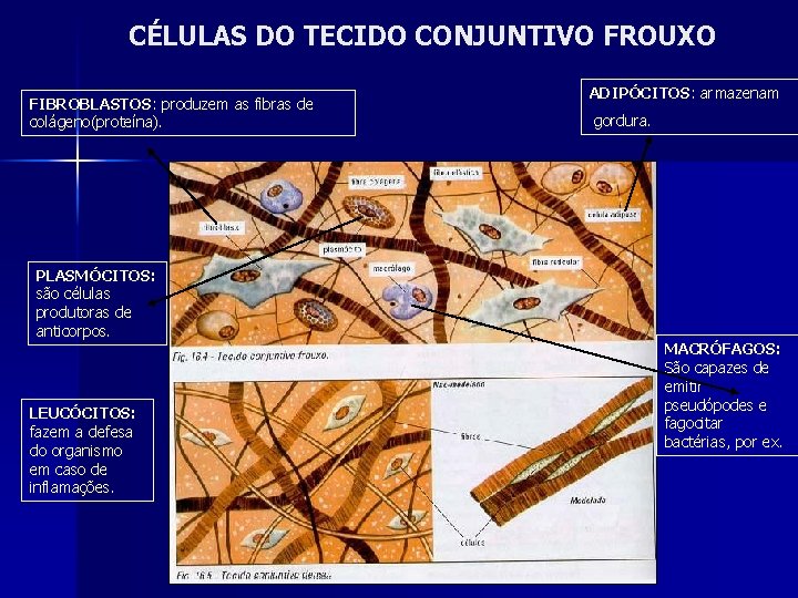 CÉLULAS DO TECIDO CONJUNTIVO FROUXO FIBROBLASTOS: produzem as fibras de colágeno(proteína). PLASMÓCITOS: são células