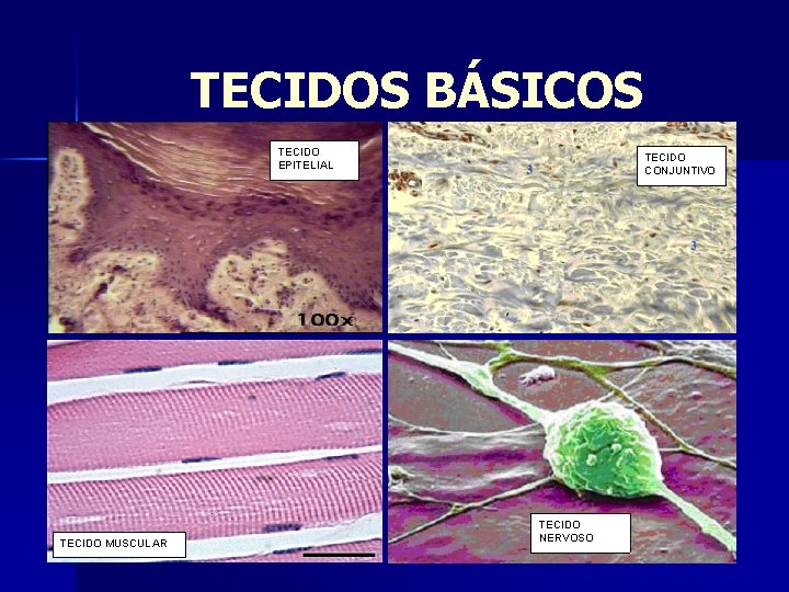 TECIDOS BÁSICOS TECIDO EPITELIAL TECIDO MUSCULAR TECIDO CONJUNTIVO TECIDO NERVOSO 