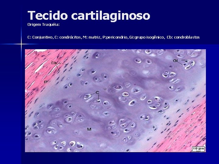 Tecido cartilaginoso Origem Traquéia: C: Conjuntivo, C: condrócitos, M: matriz, P: pericondrio, Gi: grupo