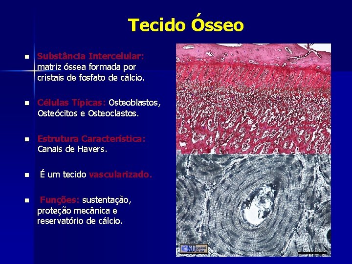 Tecido Ósseo n Substância Intercelular: matriz óssea formada por cristais de fosfato de cálcio.