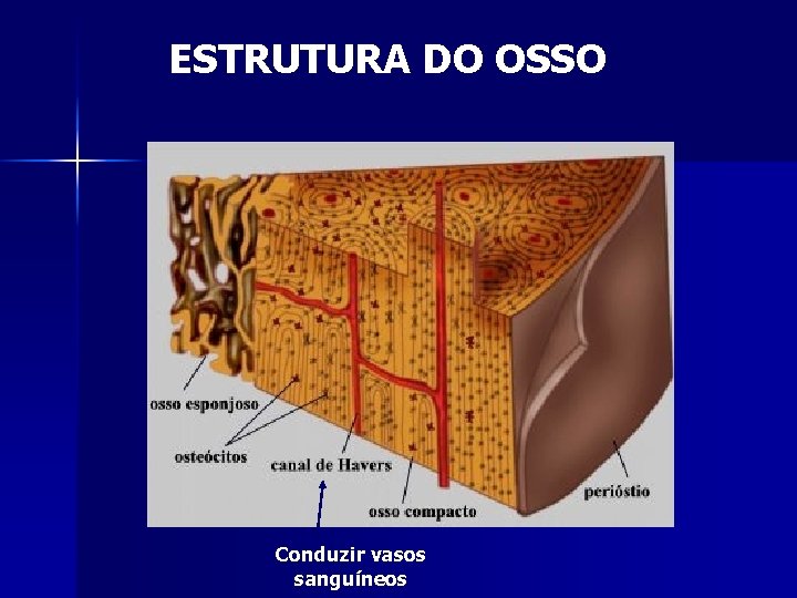 ESTRUTURA DO OSSO Conduzir vasos sanguíneos 