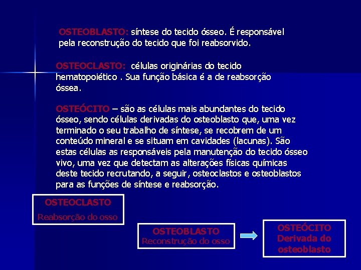 OSTEOBLASTO: síntese do tecido ósseo. É responsável pela reconstrução do tecido que foi reabsorvido.