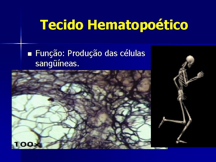 Tecido Hematopoético n Função: Produção das células sangüíneas. 