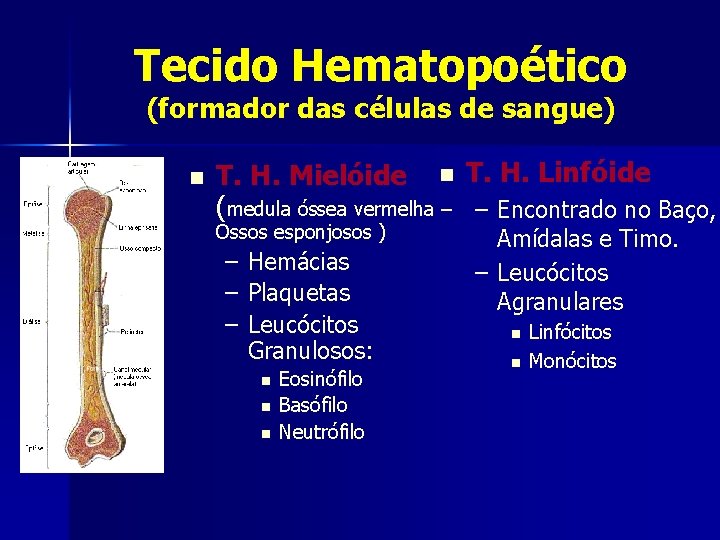 Tecido Hematopoético (formador das células de sangue) n T. H. Mielóide n T. H.