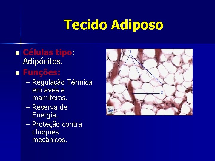 Tecido Adiposo n n Células tipo: Adipócitos. Funções: – Regulação Térmica em aves e