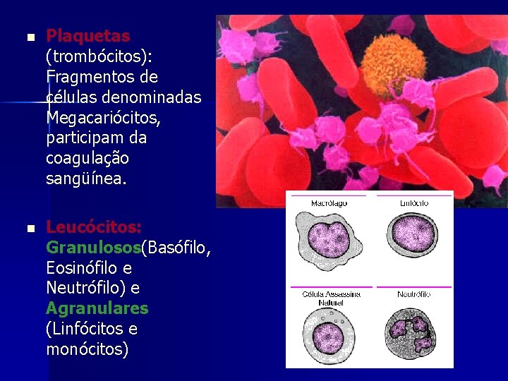 n Plaquetas (trombócitos): Fragmentos de células denominadas Megacariócitos, participam da coagulação sangüínea. n Leucócitos: