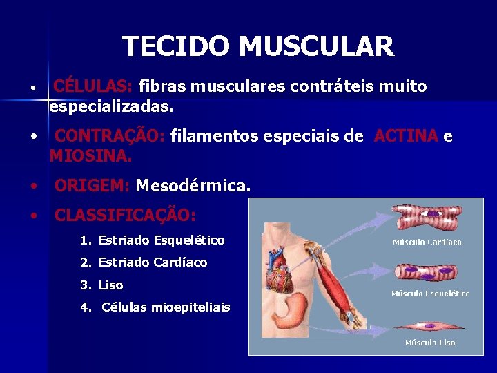 TECIDO MUSCULAR • CÉLULAS: fibras musculares contráteis muito especializadas. • CONTRAÇÃO: filamentos especiais de
